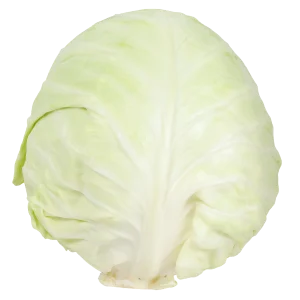 Cabbage